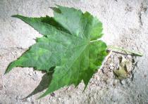 Abutilon x hybridum - Upper leaf surface - Click to enlarge!